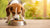 How to Get Your Dog to Eat His Food: Practical Tips for Picky Eaters-140130189551