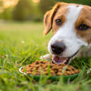 How to Get Your Dog to Eat Kibble: A Comprehensive Guide for Dog Owners