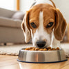How to Get Dog to Eat New Food