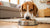 How to Get Your Dog to Eat New Food: Tips and Strategies for a Smooth Transition