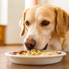 How to Get Your Dog to Eat Prescription Food with Ease