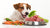 How to Get Your Dog to Eat Raw Food: Tips for a Seamless Transition