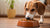 How to Get Your Dog to Eat Their Dog Food: Tips and Tricks for Engaging Picky Eaters-140407537903