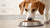 How to Get Your Dog to Eat Their Dry Food: Tips and Tricks for Pet Parents-140299206895