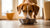 How to Get Your Dog to Eat Their Food: Tips and Solutions for Picky Eaters-140404293871