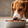 How to Get Your Dog to Eat Wet Food: Transforming Mealtime for Your Furry Friend