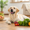 How to Get Your Dog to Gain Healthy Weight: A Comprehensive Guide for Pet Owners