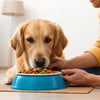 How to Get Your Dog to Gain Weight Quickly: A Comprehensive Guide for Pet Parents