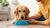 How to Get Your Dog to Gain Weight Quickly: A Comprehensive Guide for Pet Parents