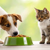 How to Get Your Dog to Stop Eating Cat Food: A Comprehensive Guide