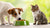 How to Get Your Dog to Stop Eating Cat Food: A Comprehensive Guide