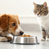 How to Get Your Dog to Stop Eating Cat Food: Tips and Strategies for Pet Parents