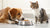 How to Get Your Dog to Stop Eating Cat Food: Tips and Strategies for Pet Parents