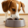 How to Get Your Dog to Stop Eating Other Dogs' Food: A Comprehensive Guide