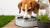 How to Get Your Dog to Stop Splashing in Their Water Bowl: Effective Solutions for a Cleaner Home-140854624495