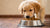 How to Get Your Puppy to Eat Dog Food: A Comprehensive Guide
