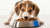 How to Get Your Puppy to Eat Dog Food: A Comprehensive Guide for Dog Owners