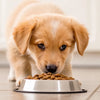 How to Get Your Puppy to Eat Dry Dog Food