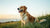 How to Guess a Dog's Full Grown Weight: A Comprehensive Guide for Pet Owners