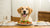 How to Have a Dog Gain Weight: The Ultimate Guide for Pet Owners