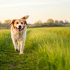 How to Have My Dog Lose Weight: A Comprehensive Guide for Pet Owners