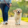 How to Have My Dog Lose Weight Fast: A Comprehensive Guide for Pet Owners
