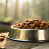 How to Heat Up Wet Dog Food: The Ultimate Guide for Pet Owners