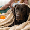 How to Help a Dog Gain Weight After Having Puppies: A Comprehensive Guide