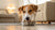 How to Help a Dog Gain Weight Quickly: A Comprehensive Guide