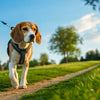 How to Help a Dog Lose Weight: A Comprehensive Guide for Beagle Owners