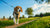 How to Help a Dog Lose Weight: A Comprehensive Guide for Beagle Owners
