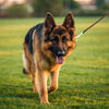 How to Help a Dog Lose Weight: A Comprehensive Guide for German Shepherd Owners