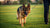 How to Help a Dog Lose Weight: A Comprehensive Guide for German Shepherd Owners