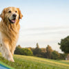 How to Help a Dog Lose Weight: A Comprehensive Guide for Golden Retrievers