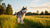 How to Help a Dog Lose Weight: A Comprehensive Guide for Husky Owners