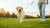 How to Help a Dog Lose Weight: A Comprehensive Guide for Labrador Owners