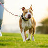 How to Help a Dog Lose Weight: A Comprehensive Guide for Pitbull Owners