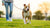 How to Help a Dog Lose Weight: A Comprehensive Guide for Pitbull Owners