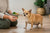 How to Help a Dog Lose Weight Chihuahua