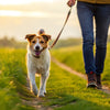 How to Help a Dog Lose Weight Fast: A Comprehensive Guide
