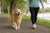 How to Help a Dog Lose Weight: Golden Retriever Edition