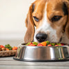 How to Help a Dog Put on Weight: A Comprehensive Guide for Pet Owners