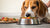 How to Help a Dog Put on Weight: A Comprehensive Guide for Pet Owners