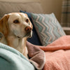 How to Help a Malnourished Dog Gain Weight: A Comprehensive Guide