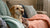 How to Help a Malnourished Dog Gain Weight: A Comprehensive Guide