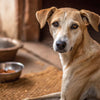 How to Help a Malnourished Dog Gain Weight: A Comprehensive Guide