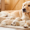 How to Help a Nursing Dog Gain Weight: Essential Tips for New Dog Parents
