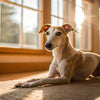 How to Help a Skinny Dog Gain Weight: A Comprehensive Guide for Pet Owners