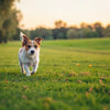 How to Help a Small Dog Lose Weight: A Comprehensive Guide for Pet Parents