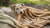 How to Help an Emaciated Dog Gain Weight: A Comprehensive Guide